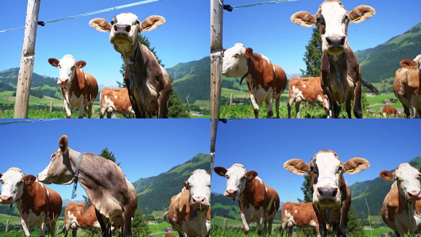 瑞士放牧牛牛群