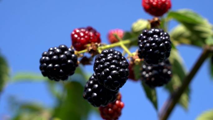 黑莓种植合集