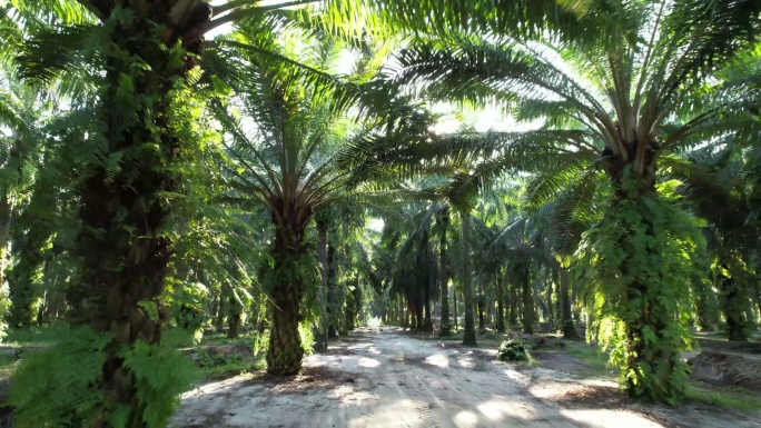 棕榈树、椰子树果园