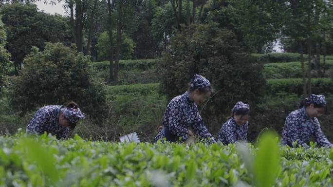 茶农在茶园采茶