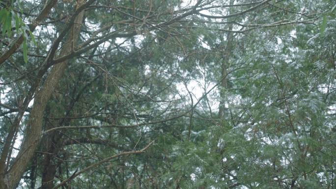雪花覆盖的云杉树冬天