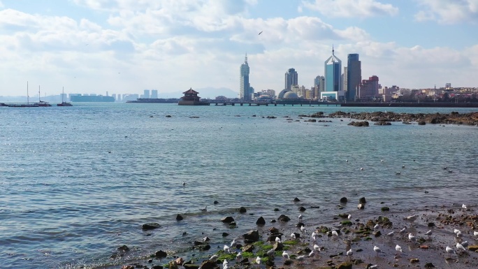 青岛栈桥海边海鸥齐飞美好宁静场面实拍