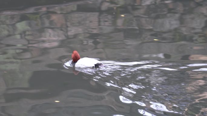在水中游泳的鸭子