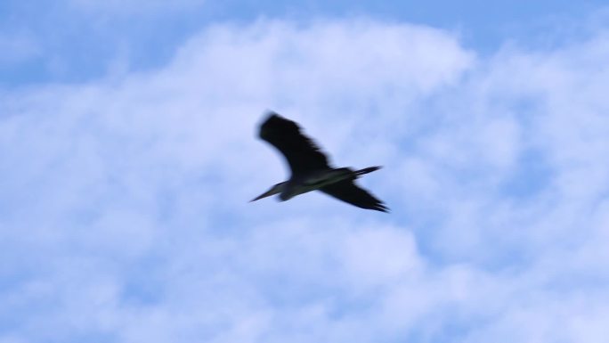 昆明滇池自然生态的灰鹤和白鹭