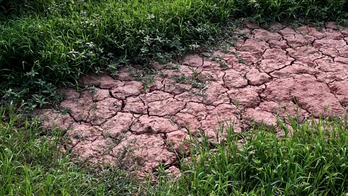 干裂耕地与茂密野草对比实拍视频