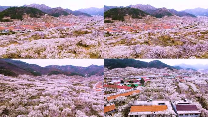 山区樱花盛开