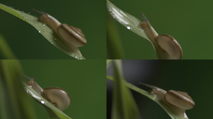 玉米叶子上的蜗牛
