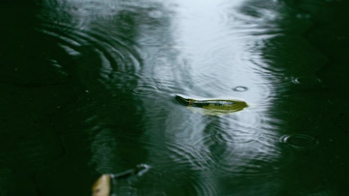 禅意秋天雨滴水面涟漪落叶