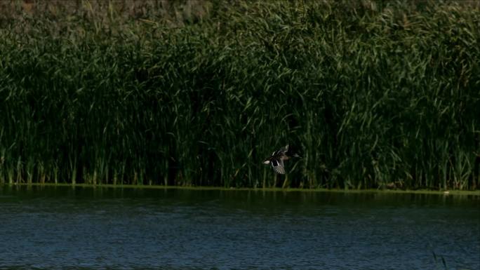 4K湿地飞翔的多种鸭子