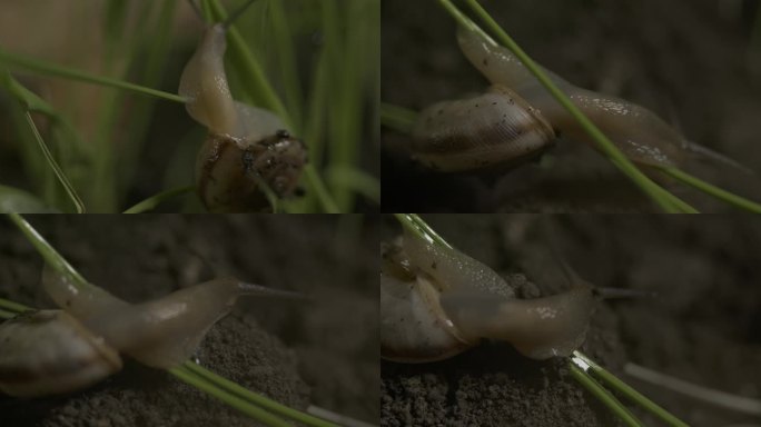 水稻苗蜗牛