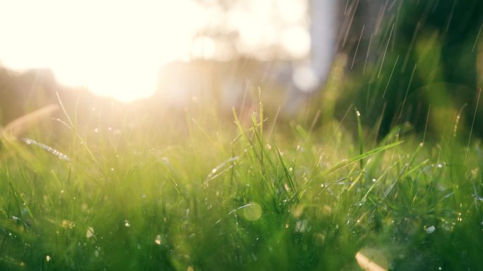 水落在草地上水资源灌溉下雨