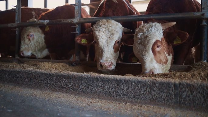 奶牛养殖场吃食畜牧业
