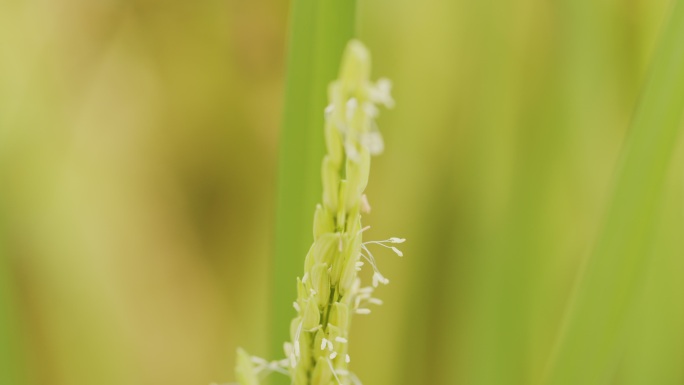 实拍稻花