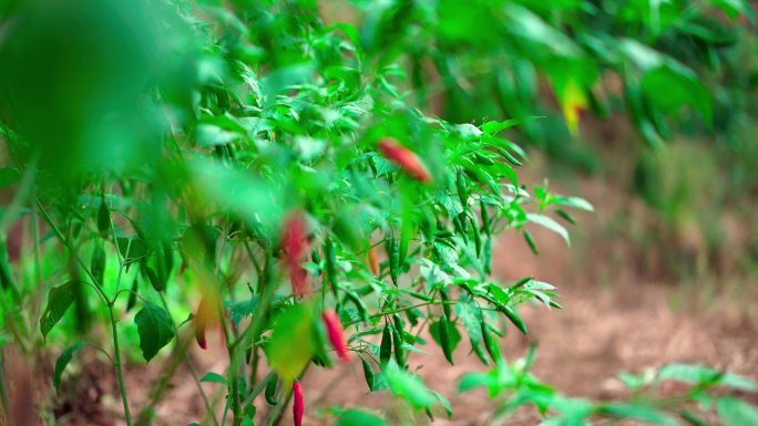 4k超高清实拍青红辣椒植物种植视频素材