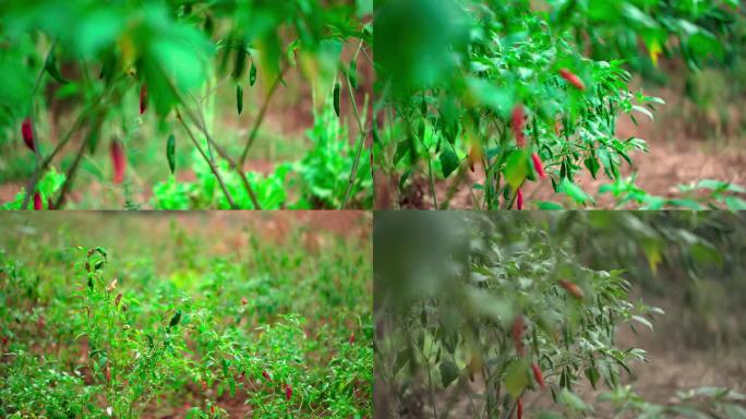 4k超高清实拍青红辣椒植物种植视频素材