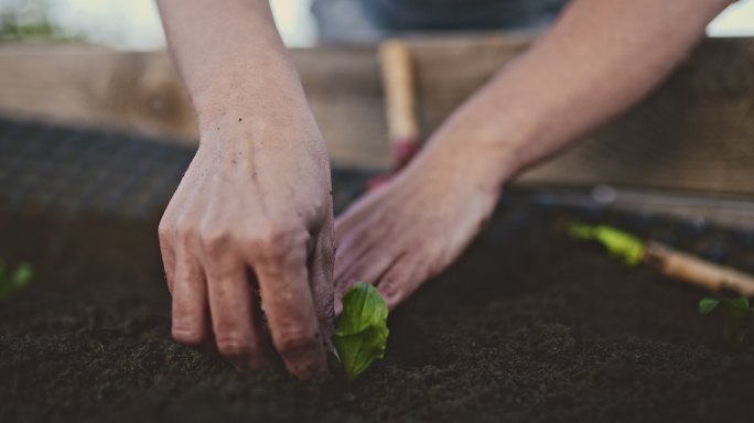 CU女人园艺，在花园土壤中种植沙拉蔬菜幼苗