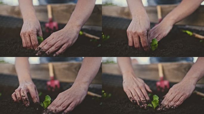 CU女人园艺，在花园土壤中种植沙拉蔬菜幼苗