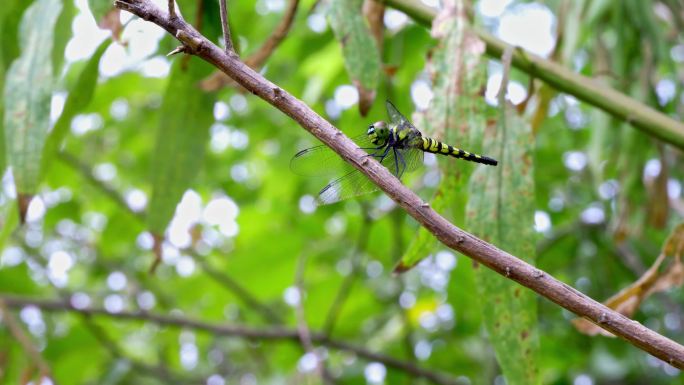 蜻蜓、昆虫、益虫