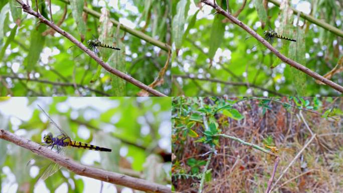 蜻蜓、昆虫、益虫