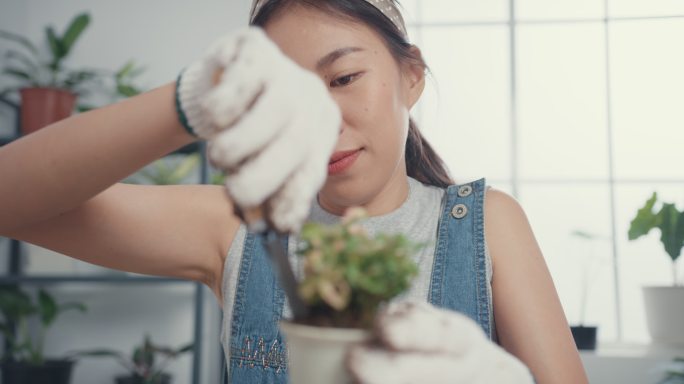 年轻的亚洲妇女早上在家里把植物移植到新的花盆里。