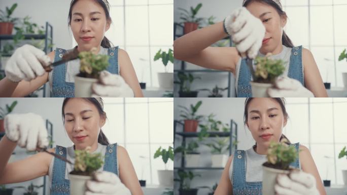 年轻的亚洲妇女早上在家里把植物移植到新的花盆里。