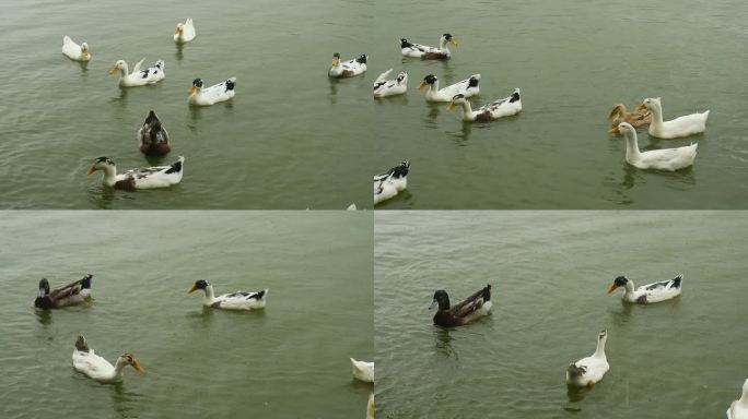 雨中鸭子在湖里游泳觅食升格拍摄