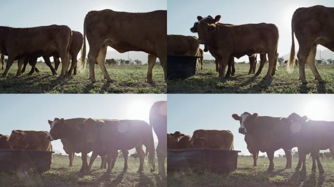 在农村的一片农田里，一群棕色的草喂养着在可持续农场里吃草的奶牛。为自由放养的有机奶制品工业养殖牲畜。