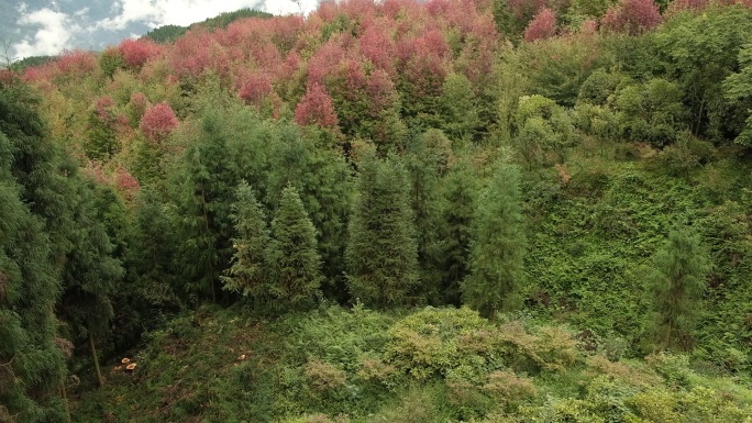 四川德阳什邡市红白镇红枫岭山野帐篷露营地