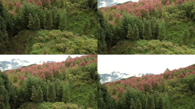 四川德阳什邡市红白镇红枫岭山野帐篷露营地