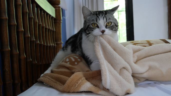 床上的泰比猫揉捏毯