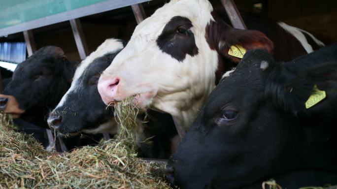 马厩里的奶牛环保旅游保护环境