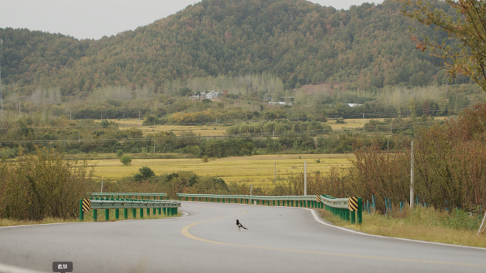 山村路上蹦跶的喜鹊