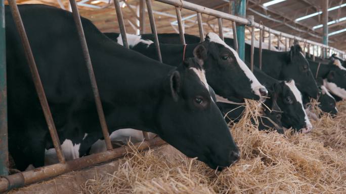 一群奶牛在牛奶生产场进食