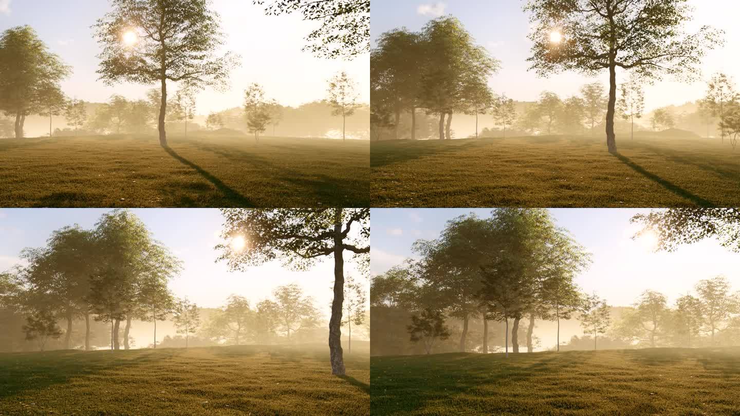 迷雾中的树林
