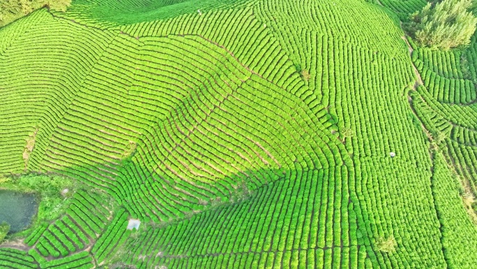 航拍茶山 绿茶清新唯美空镜头