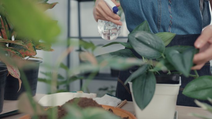 这是一位亚洲年轻女性早上在家照顾室内盆栽水的特写镜头。