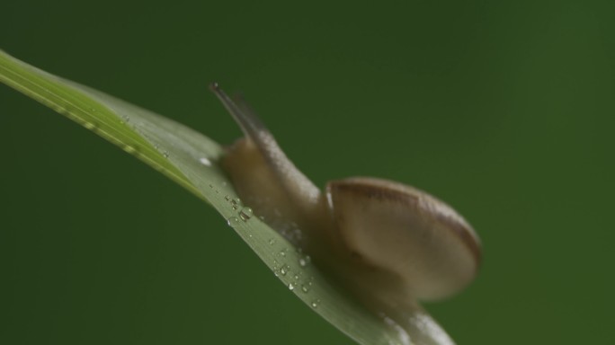 玉米叶子上的蜗牛