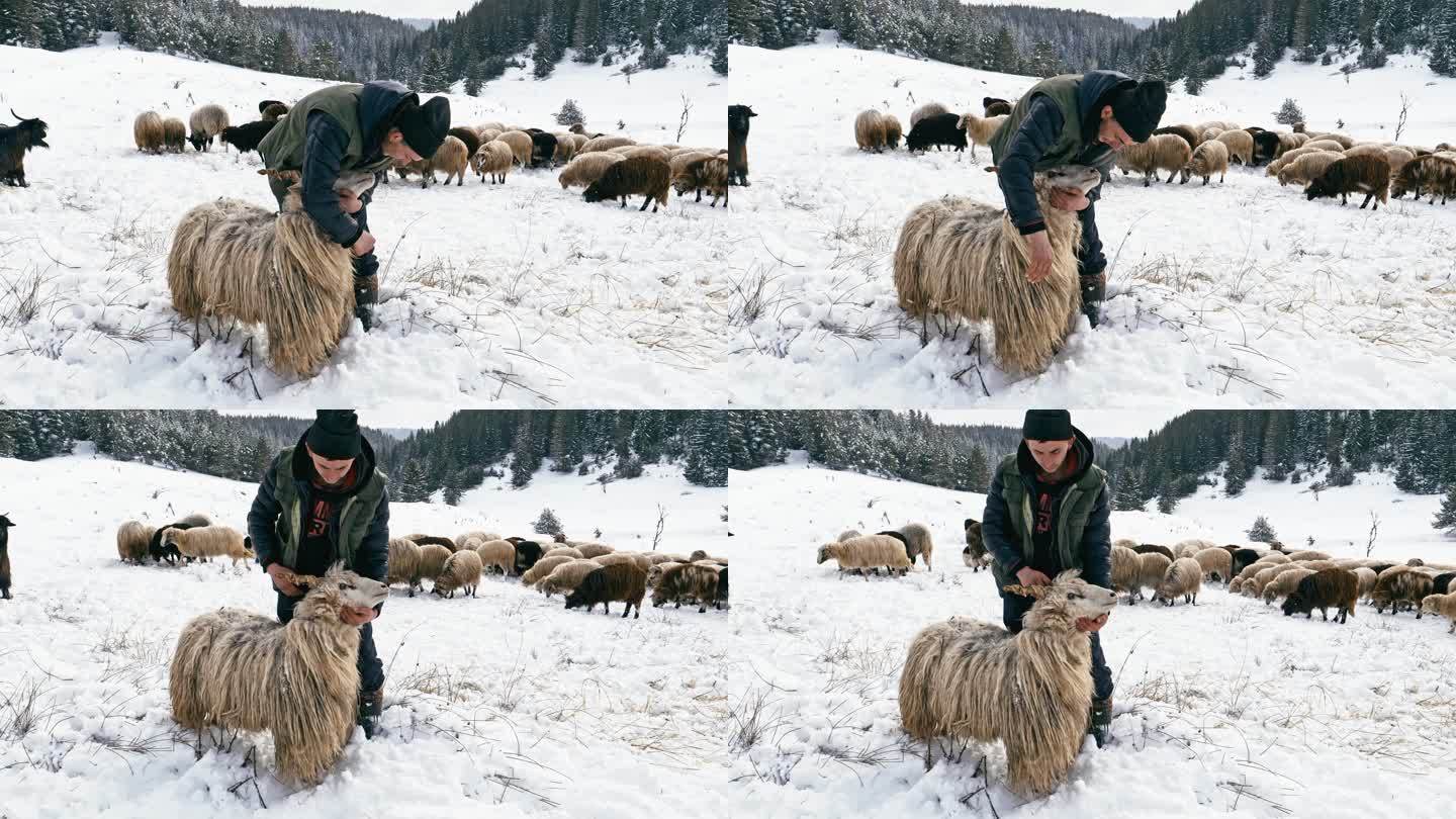 养羊业。展示制作卷曲公羊角的传统工艺的年轻农民。