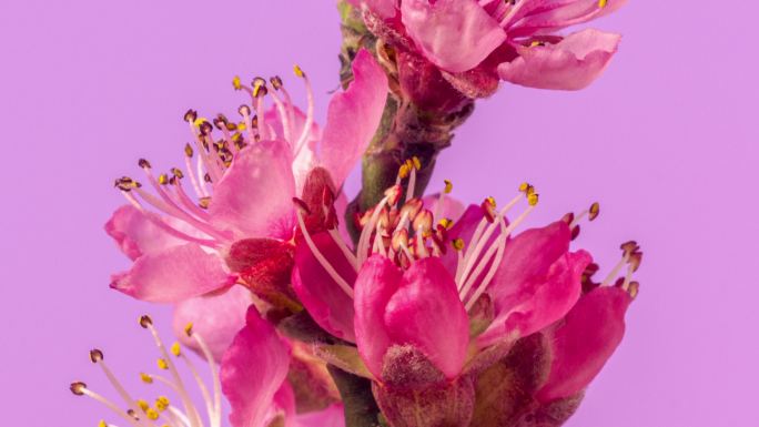 葡萄园桃花在粉红色背景下以水平格式绽放的延时视频。春天桃花盛开的视频。