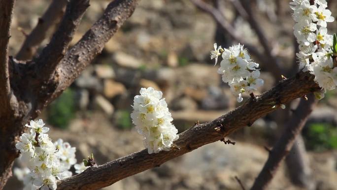 李子花上的蜜蜂特写