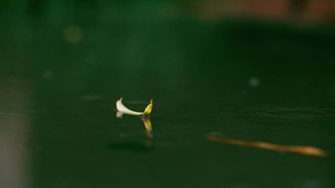 秋雨雨中公园风景一组