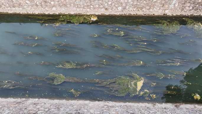 航拍城市河道污染