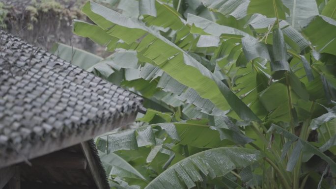 雨打芭蕉古建屋檐