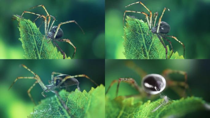 微观世界微距特写升格高速摄影蜘蛛织网