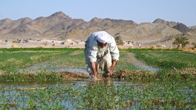 农民准备农田灌溉白胡子农民伯伯中东外国人
