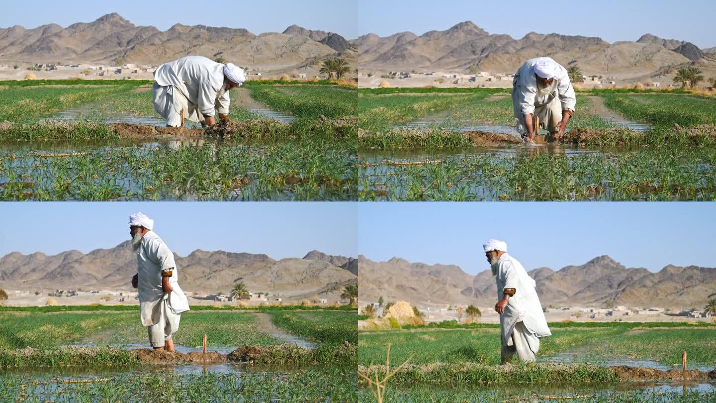 农民准备农田灌溉白胡子农民伯伯中东外国人