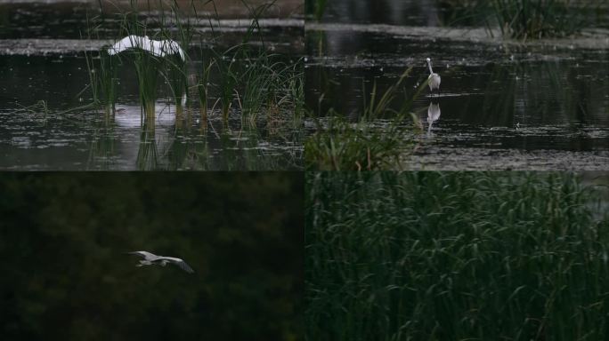 [4K湿地素材]飞翔的白鹭合集