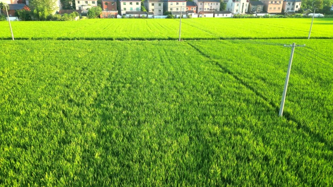 绿色麦田稻田
