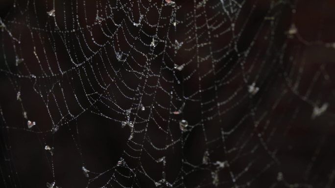 蜘蛛网上的水珠和飞虫