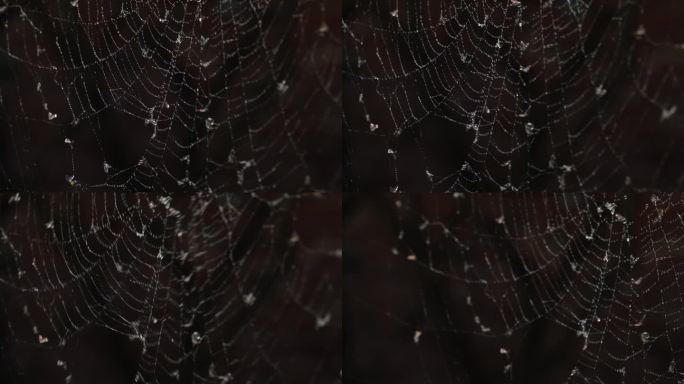 蜘蛛网上的水珠和飞虫